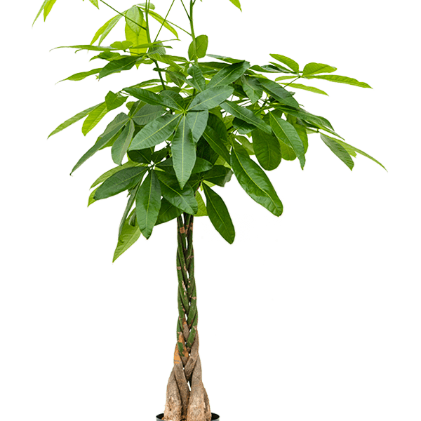 Pachira aquatica