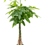 Pachira aquatica