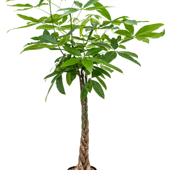 Pachira aquatica Pachira aquatica