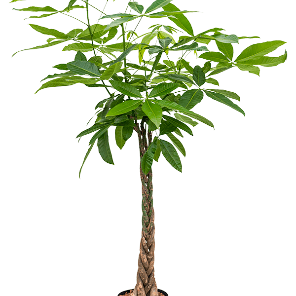 Pachira aquatica