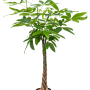 Pachira aquatica