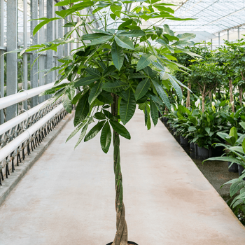 Pachira aquatica Pachira aquatica