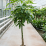 Pachira aquatica