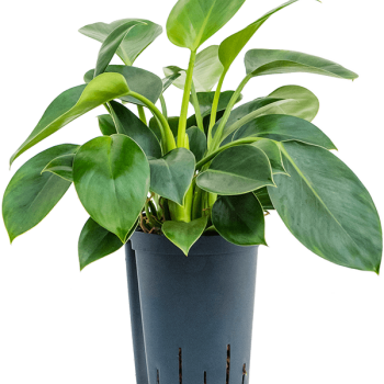 Philodendron „Green Princess” Philodendron „Green Princess”