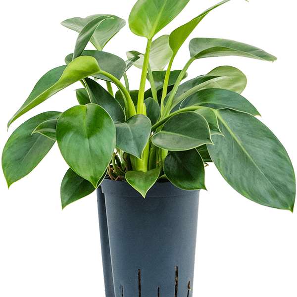 Philodendron „Green Princess”