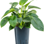 Philodendron „Green Princess”