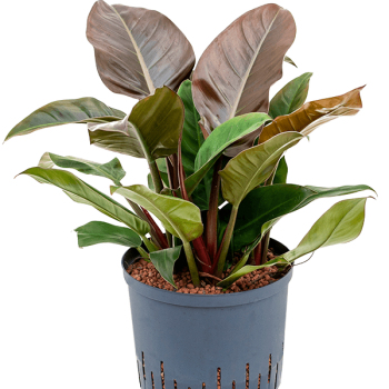 Philodendron „Imperial Red” Philodendron „Imperial Red”