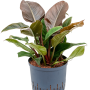 Philodendron „Imperial Red”