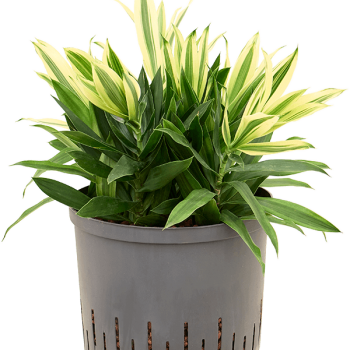 Pleomele (Dracaena) reflexa 'Song of Sri Lanka' Pleomele (Dracaena) reflexa 'Song of Sri Lanka'