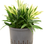 Pleomele (Dracaena) reflexa 'Song of Sri Lanka'