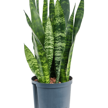 Sansevieria trifasciata „Black Coral”