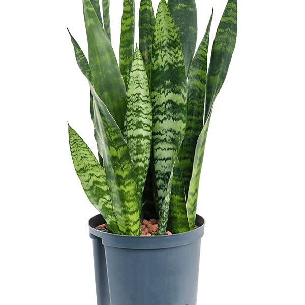 Sansevieria trifasciata „Black Coral”