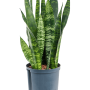 Sansevieria trifasciata „Black Coral”