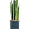 Turnul Sansevieria cylindrica