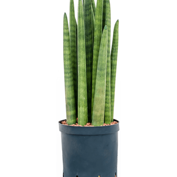 Turnul Sansevieria cylindrica