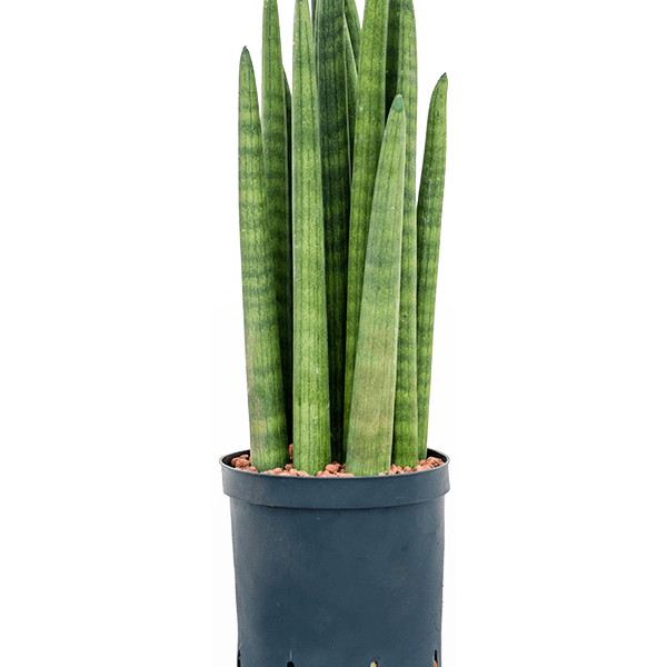 Turnul Sansevieria cylindrica