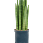 Turnul Sansevieria cylindrica