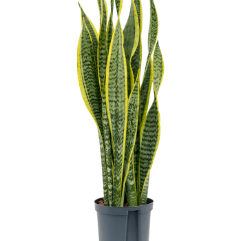 Sansevieria trifasciata 'Laurentii'
