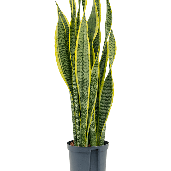Sansevieria trifasciata 'Laurentii'
