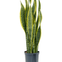 Sansevieria trifasciata 'Laurentii'
