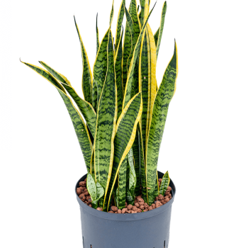 Sansevieria trifasciata 'Laurentii'