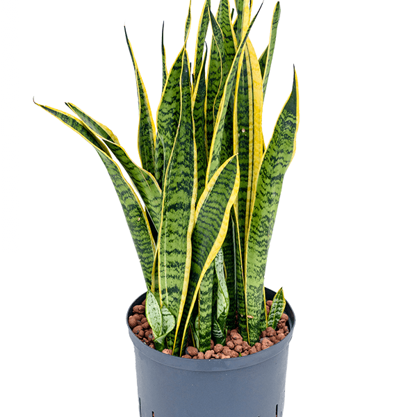 Sansevieria trifasciata 'Laurentii'