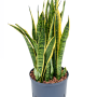 Sansevieria trifasciata 'Laurentii'