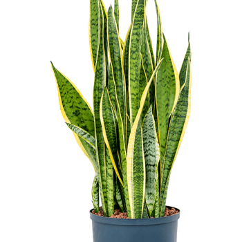 Sansevieria trifasciata 'Laurentii'