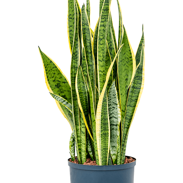 Sansevieria trifasciata 'Laurentii'