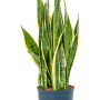 Sansevieria trifasciata 'Laurentii'