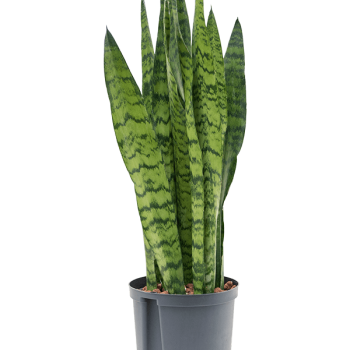 Sansevieria zeylanica
