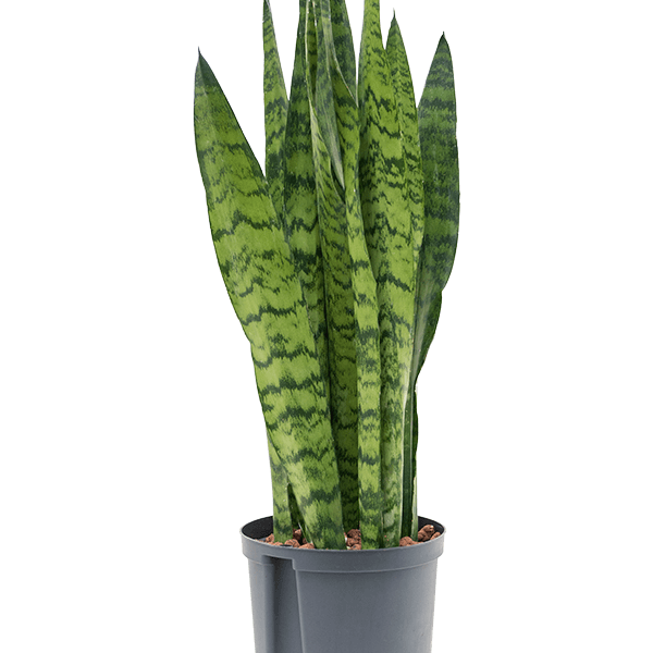 Sansevieria zeylanica