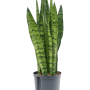 Sansevieria zeylanica