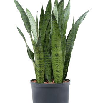 Sansevieria zeylanica