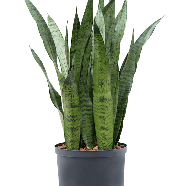 Sansevieria zeylanica