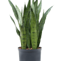 Sansevieria zeylanica