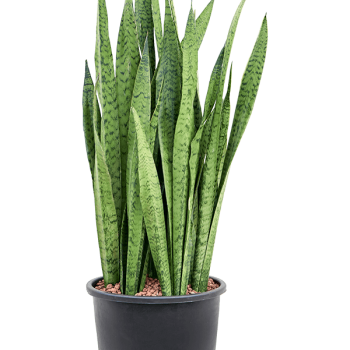 Sansevieria zeylanica