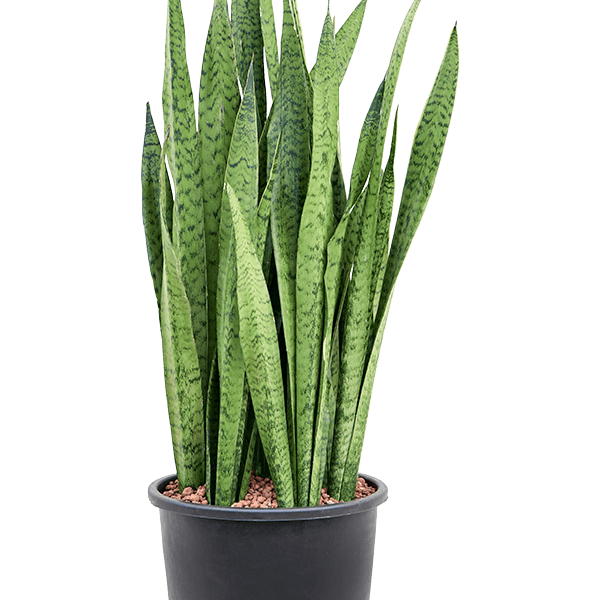 Sansevieria zeylanica