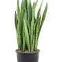 Sansevieria zeylanica