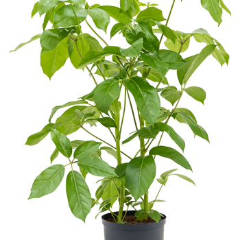 Schefflera actinophylla 'Amate'