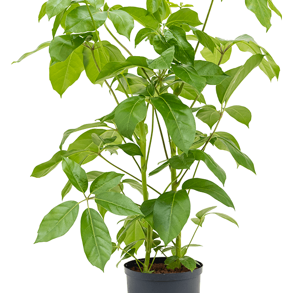 Schefflera actinophylla 'Amate'