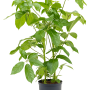 Schefflera actinophylla 'Amate'