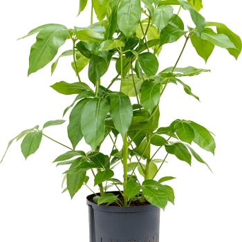 Schefflera actinophylla 'Amate'
