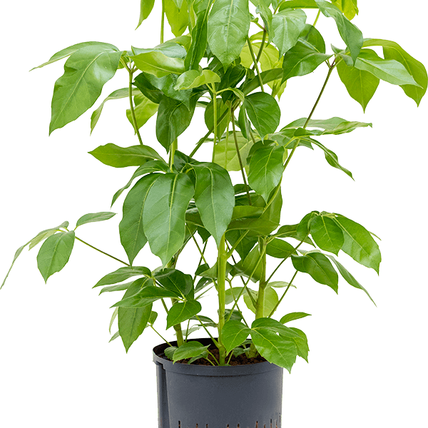 Schefflera actinophylla 'Amate'