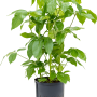 Schefflera actinophylla 'Amate'