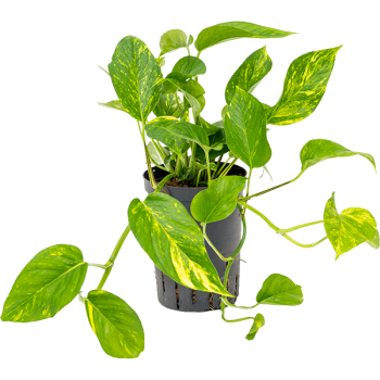 Scindapsus (Epipremnum) „Aureum” Scindapsus (Epipremnum) „Aureum”
