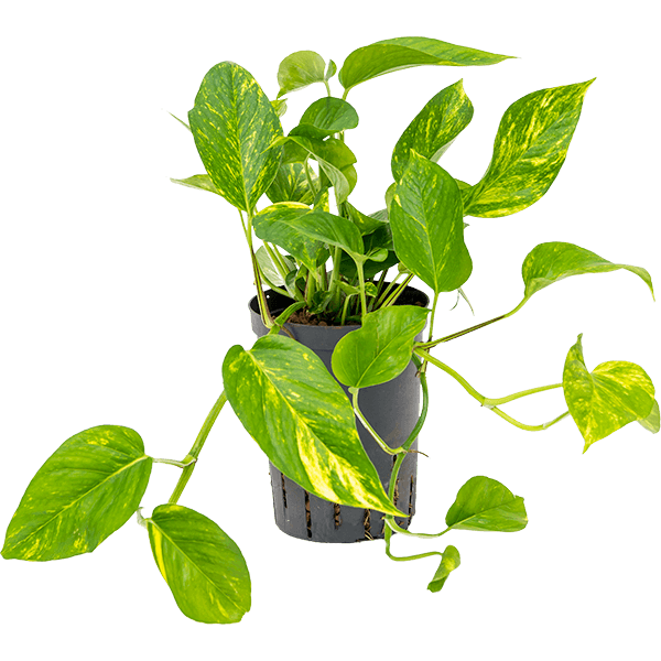 Scindapsus (Epipremnum) „Aureum”