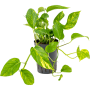 Scindapsus (Epipremnum) „Aureum”