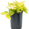 Scindapsus (Epipremnum) „Golden pothos”