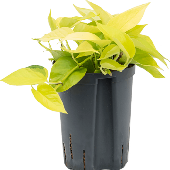 Scindapsus (Epipremnum) „Golden pothos” Scindapsus (Epipremnum) „Golden pothos”